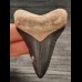 7,1 cm dolchförmiger schwarzer Zahn des Megalodon aus dem Bone Valley