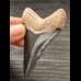 7,1 cm dolchförmiger schwarzer Zahn des Megalodon aus dem Bone Valley