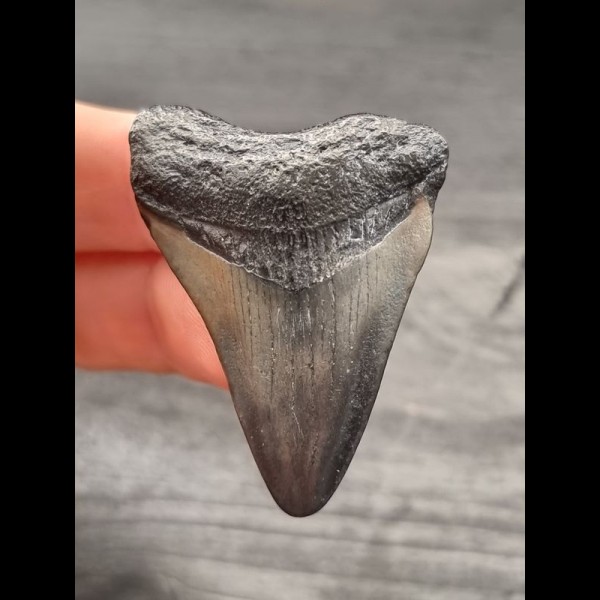 4,6 cm grauer Zahn des Megalodon