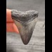 4,6 cm gray tooth of the Megalodon