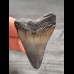4,6 cm grauer Zahn des Megalodon