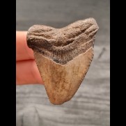 4,8 cm brown tooth of the Megalodon