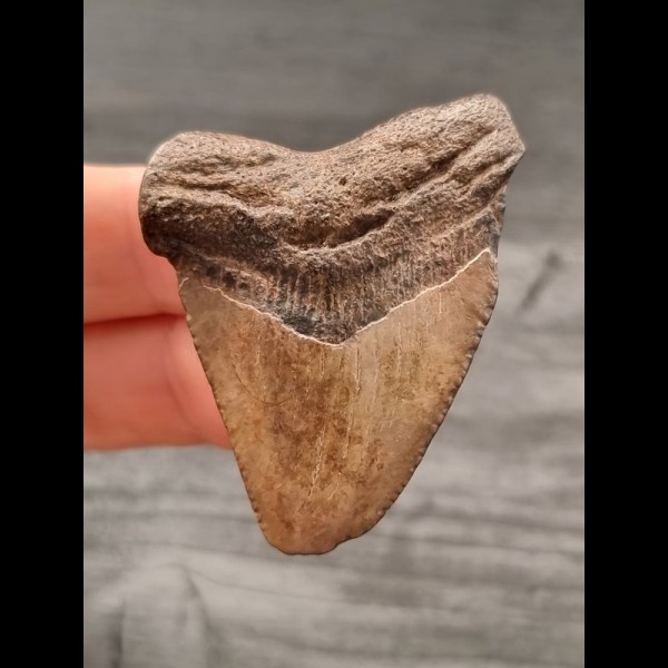 4,8 cm brauner Zahn des Megalodon