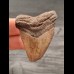 4,8 cm brauner Zahn des Megalodon