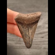 4,6 cm graubrauner Zahn des Megalodon