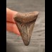 4,6 cm graubrauner Zahn des Megalodon