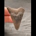 4,6 cm graubrauner Zahn des Megalodon