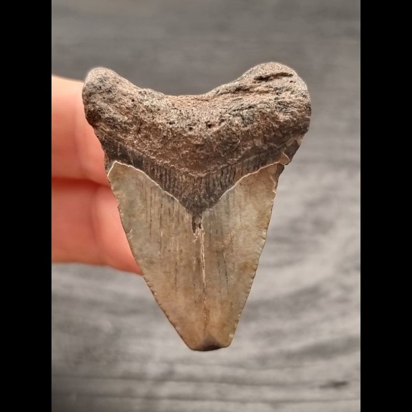 4,5 cm kleiner grauer Zahn des Megalodon