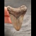 4,5 cm kleiner grauer Zahn des Megalodon