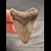 4,5 cm small gray tooth of the Megalodon