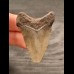 4,5 cm small gray tooth of the Megalodon