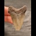 4,5 cm kleiner grauer Zahn des Megalodon