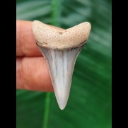 4.0 cm light blue tooth of the great white shark from Peru
