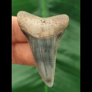 4.8 cm large dark blue tooth of the great white shark from Peru