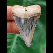 4.7 cm razor-sharp tooth of the great white shark from Peru