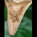 5,6 cm großer heller Zahn des Großen Weißen Hai aus Peru