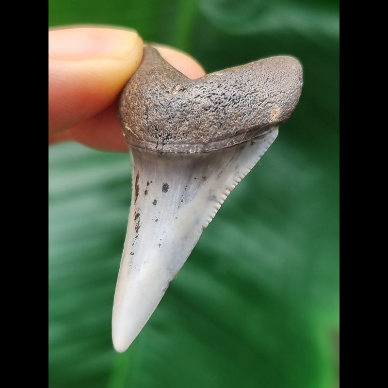 4,7 cm großer Zahn des Großen Weißen Hai aus Peru