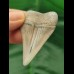 4,7 cm breiter Zahn des Großen Weißen Hai aus Peru