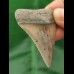 4,7 cm breiter Zahn des Großen Weißen Hai aus Peru