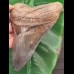15.4 cm very large, impressive tooth of the Megalodon