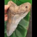 15,4 cm sehr großer, beeindruckender Zahn des Megalodon