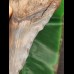 15.4 cm very large, impressive tooth of the Megalodon