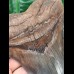 15.4 cm very large, impressive tooth of the Megalodon