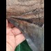 15.4 cm very large, impressive tooth of the Megalodon