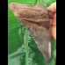 15.4 cm very large, impressive tooth of the Megalodon
