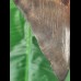 15.4 cm very large, impressive tooth of the Megalodon