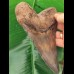 15.4 cm very large, impressive tooth of the Megalodon