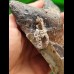 11,9 cm grauer Zahn des Megalodon mit Gesteinsresten
