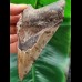 11,9 cm grauer Zahn des Megalodon mit Gesteinsresten