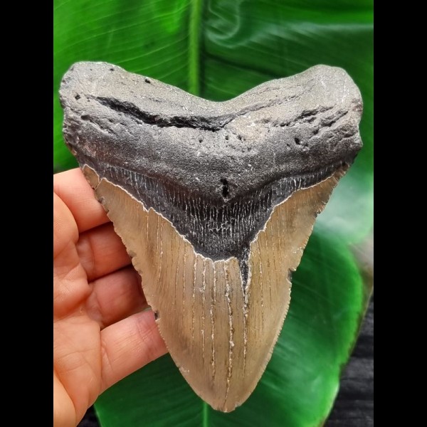 13,3 cm großer grauer Zahn des Megalodon