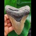 13,3 cm großer grauer Zahn des Megalodon