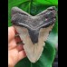 13,3 cm großer grauer Zahn des Megalodon