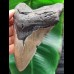 13,3 cm großer grauer Zahn des Megalodon