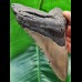 13,3 cm großer grauer Zahn des Megalodon