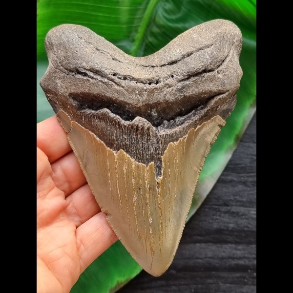 13.4 cm large tooth of the Megalodon
