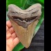 13.4 cm large tooth of the Megalodon