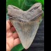 13,4 cm großer Zahn des Megalodon