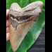 13,4 cm großer Zahn des Megalodon