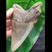 13.4 cm large tooth of the Megalodon