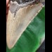 13.4 cm large tooth of the Megalodon