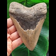 13,0 cm großer symmetrischer Zahn des Megalodon