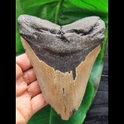 14,7 cm großer, massiger Zahn des Megalodon