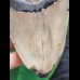 14,7 cm großer, massiger Zahn des Megalodon