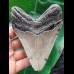 11,5 cm großer grauer Zahn des Megalodon