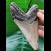 11,5 cm großer grauer Zahn des Megalodon
