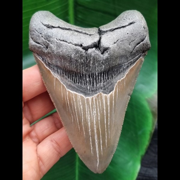 11,6 cm großer gut erhaltener Zahn des Megalodon